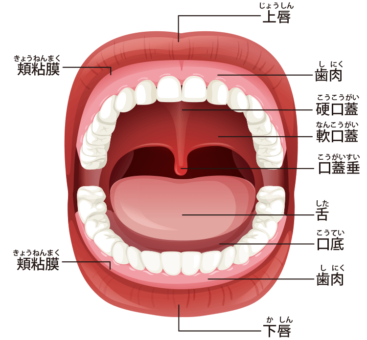 口 の 中 歯形