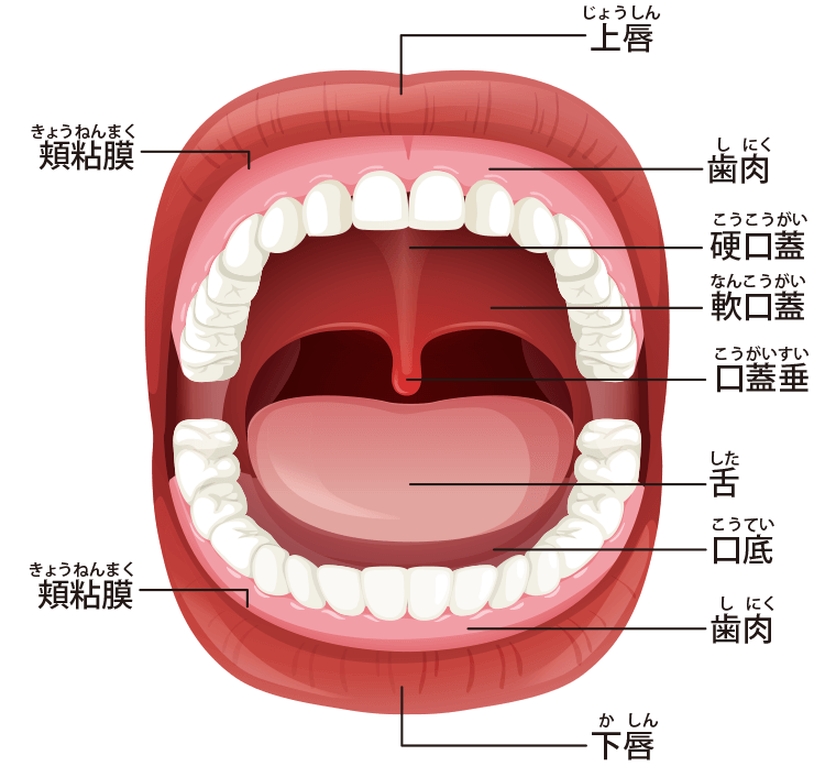 口腔内の各組織の名称