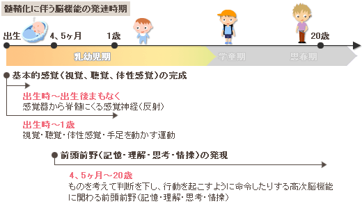 脳の発達 脳機能の発達