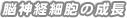 脳神経細胞の成長