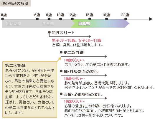 第二次性徴 体の発達-第二次性徴などの変化